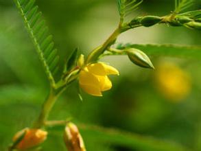 cassia nomame Extract