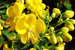 Cassia Seed Extract
