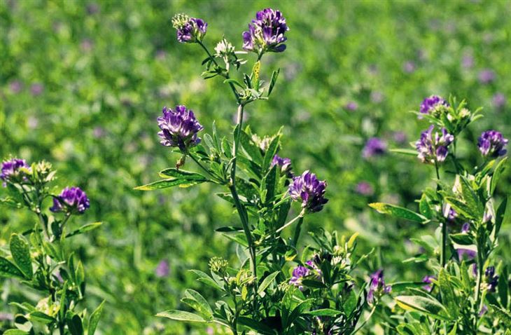 Alfalfa þykkni