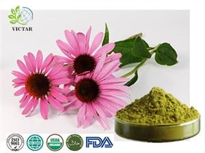 Echinacea útdráttarduft