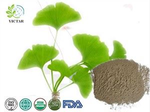 Lífrænt Ginkgo Biloba duft